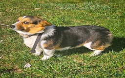 Welsh Corgi Pembroke dogs for sale: Ricky - Image 3