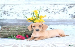 Miniature Dachshund dogs for sale: Twinkle - Image 20