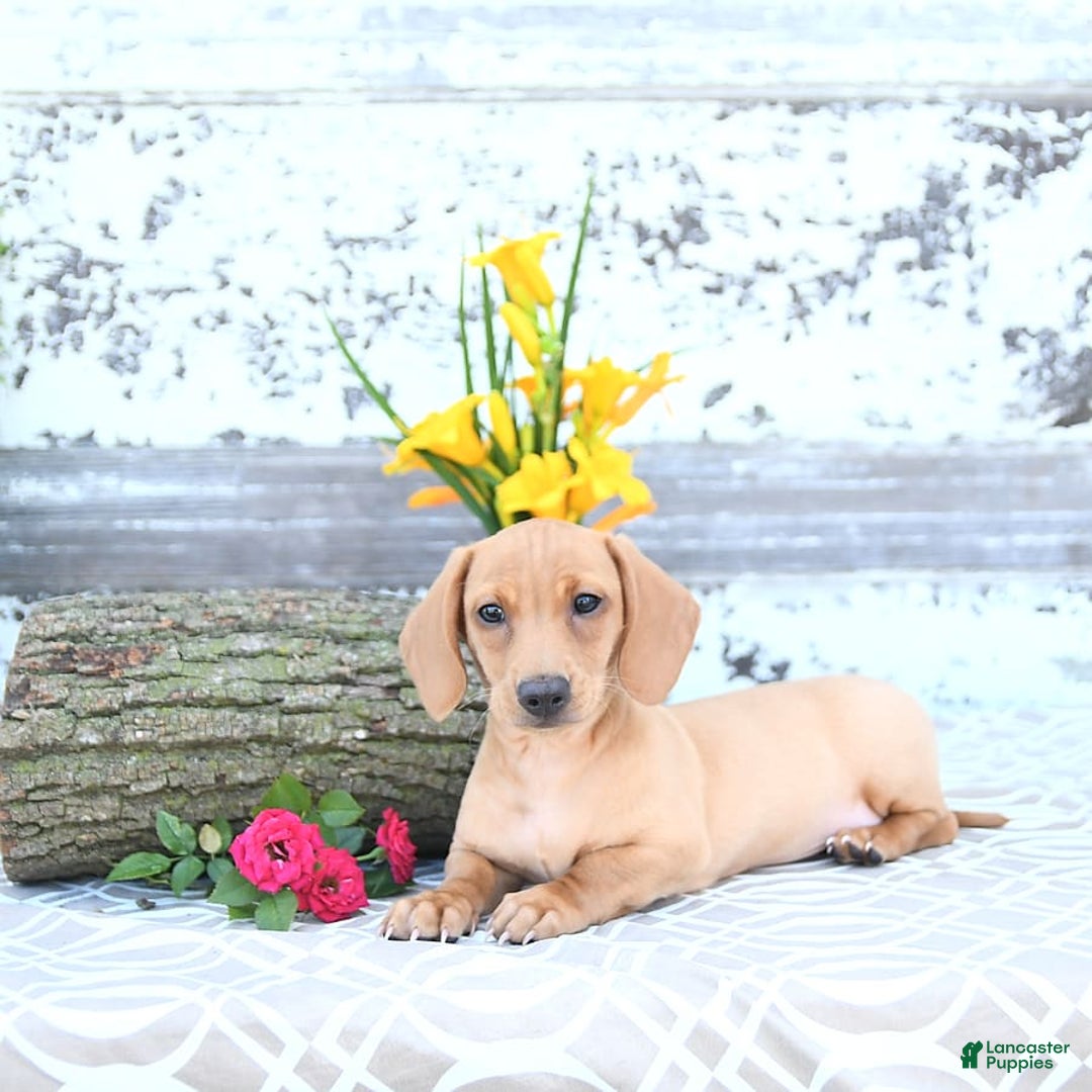 Miniature Dachshund dogs for sale: Twinkle - Image 20