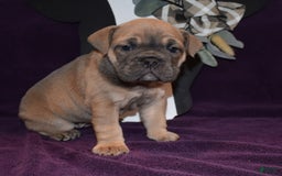 Olde English Bulldogge dogs for sale: Mia - Image 2