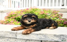 Miniature Poodle dogs for sale: Loura - Image 9
