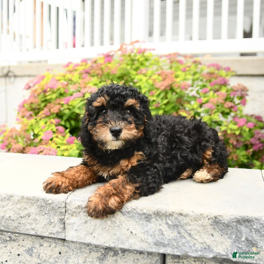 Miniature Poodle dogs for sale: Loura - Image 9