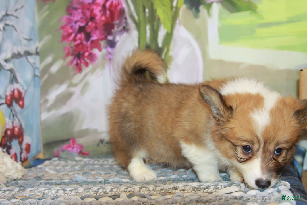 Welsh Corgi Pembroke dogs for sale: Harvey Fluffy - Image 4