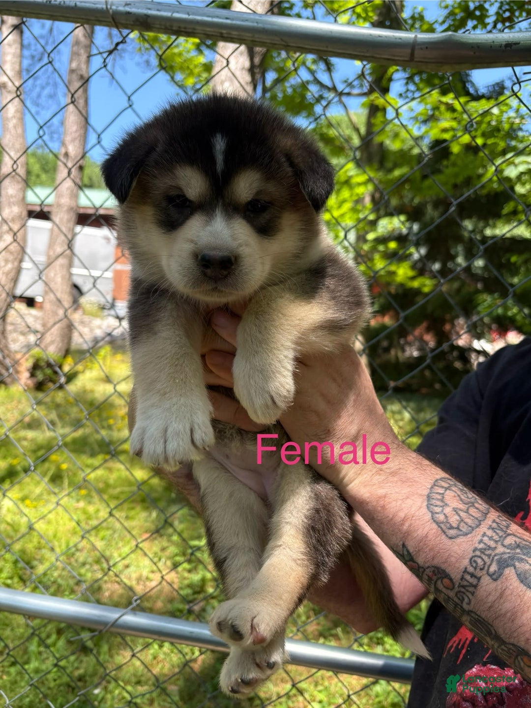 Alaskan Malamute dogs for sale: Maxine Puppies - Image 1