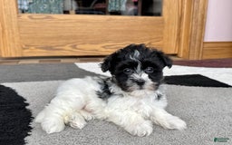 Havanese dogs for sale: Jared - Image 6