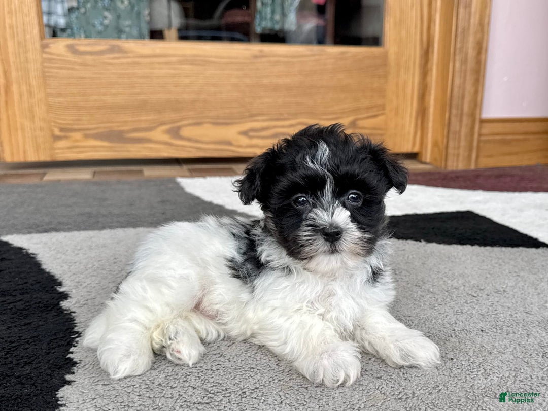 Havanese dogs for sale: Jared - Image 6