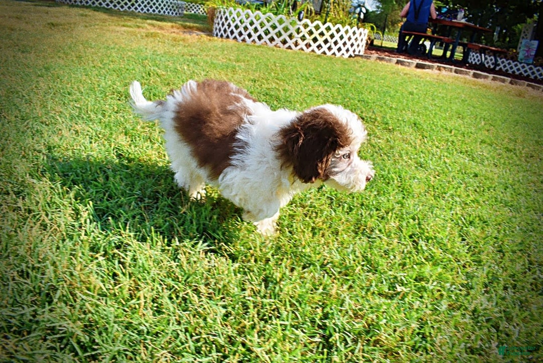Havapoo dogs for sale: Hope - Image 19