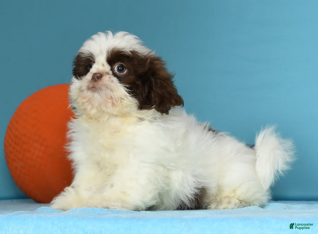 Shih Tzu dogs for sale: Mickey - Image 9