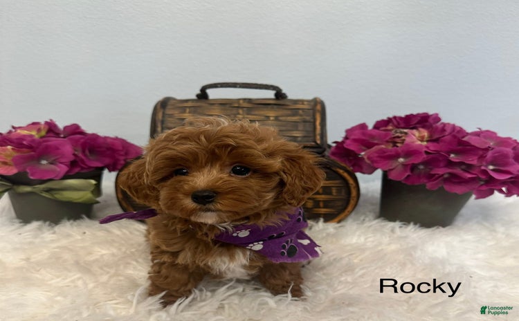 Maltipoo dogs for sale - Ad 3