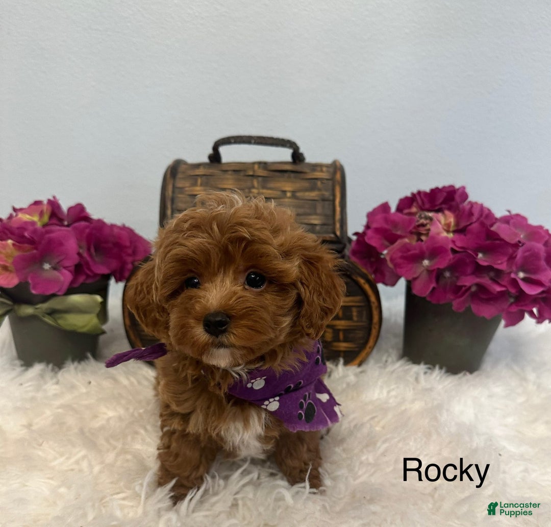 Maltipoo dogs for sale: Rocky - Image 1