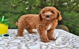 Mini Goldendoodle dogs for sale: Edger - Image 24