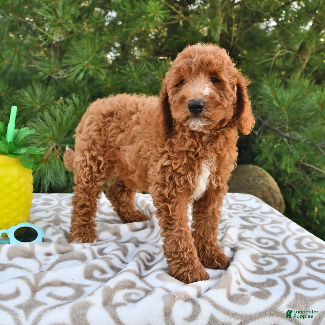 Mini Goldendoodle dogs for sale: Edger - Image 24