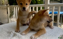 Shiba Inu dogs for sale: Princess - Image 1