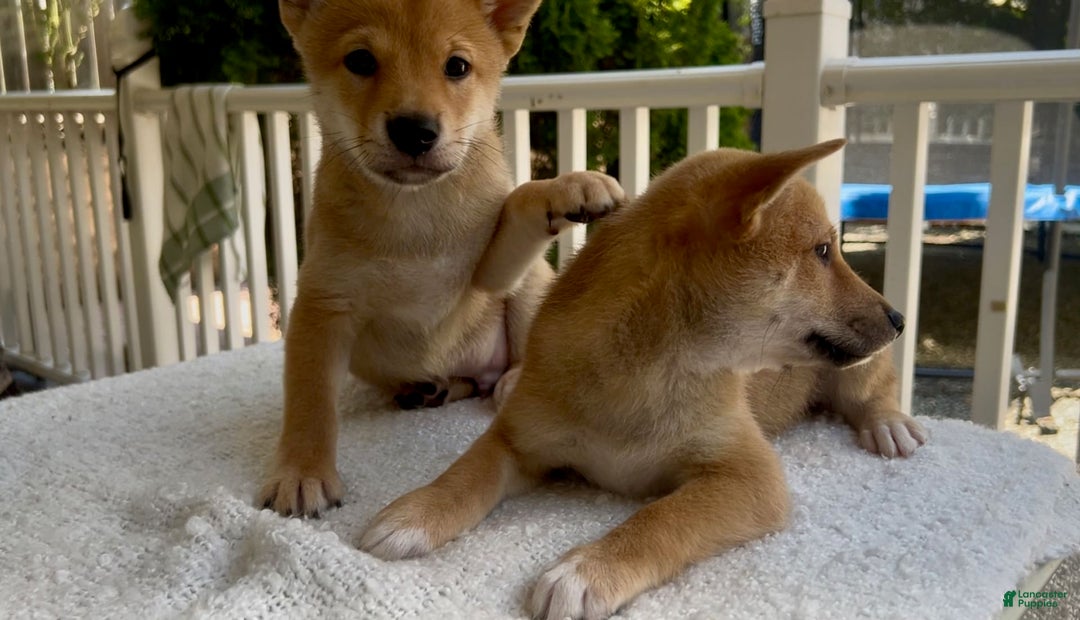 Shiba Inu dogs for sale: Princess - Image 1