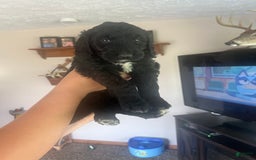 Goldendoodle dogs for sale: Skye - Image 6