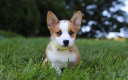 Welsh Corgi Pembroke dogs for sale: Loki - Image 1