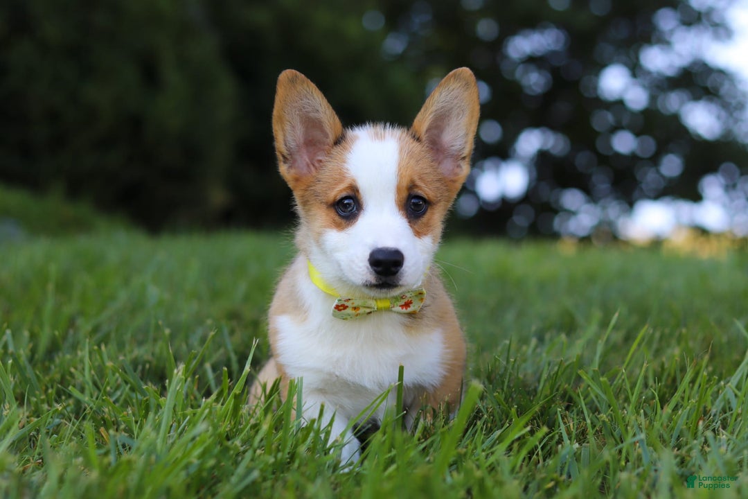 Welsh Corgi Pembroke dogs for sale: Loki - Image 1