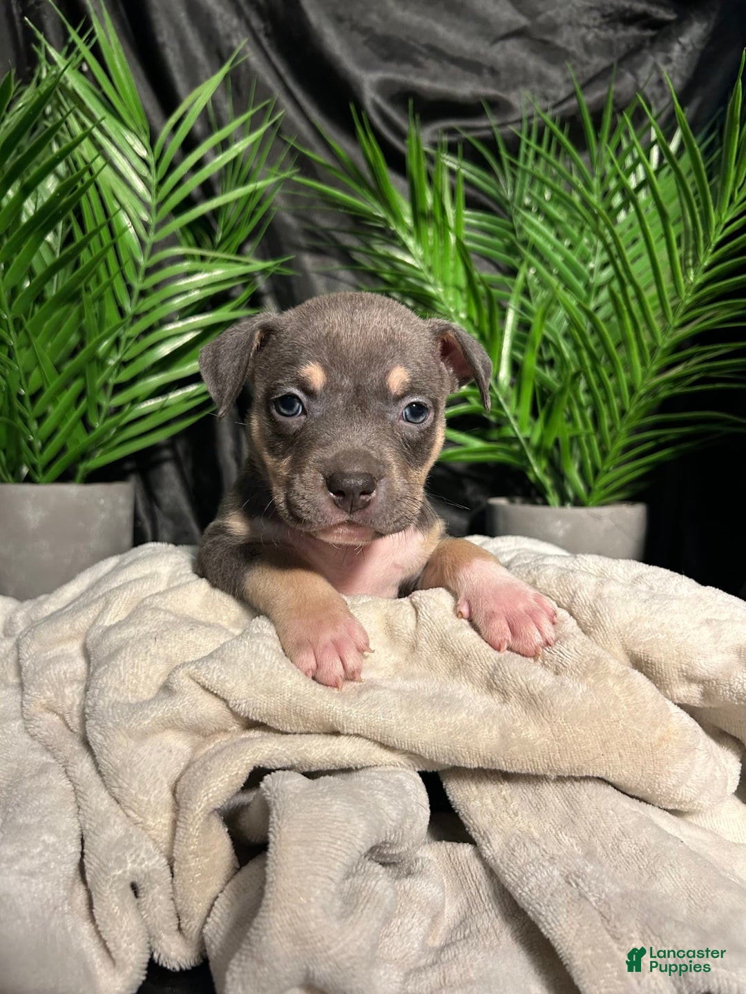 American Bully dogs for sale: Rosey - Image 2