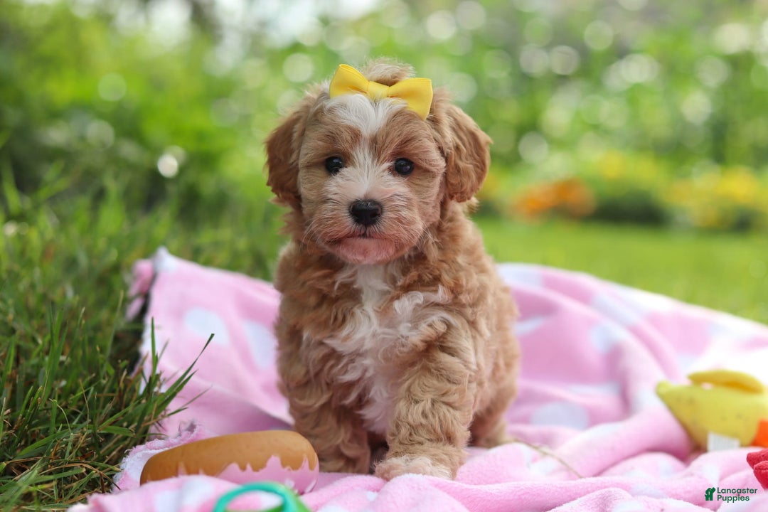 Havapoo dogs for sale: Remi - Image 9
