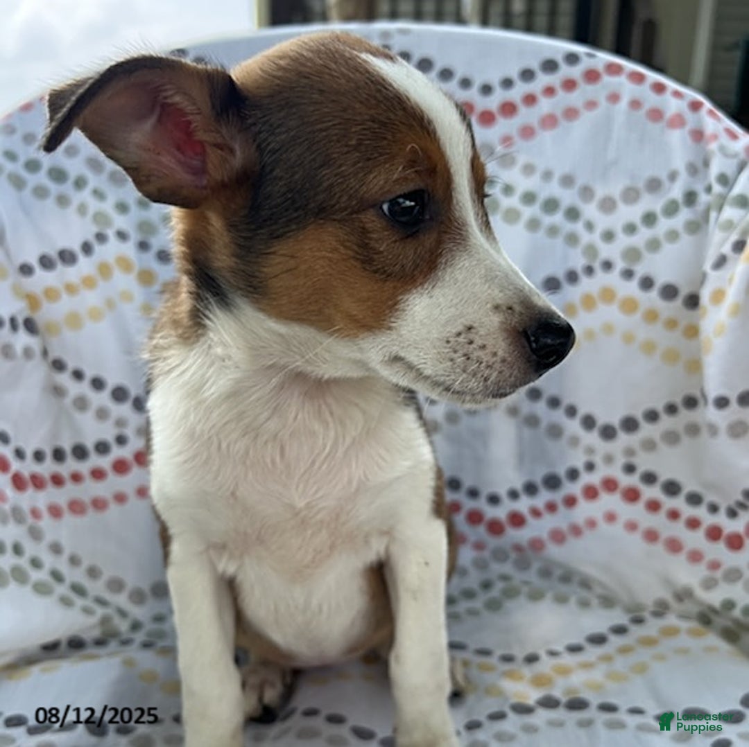 Jack Russell Terrier dogs for sale: Tilly - Image 2
