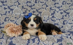Bernese Mountain Dog dogs for sale: Emilee - Image 2