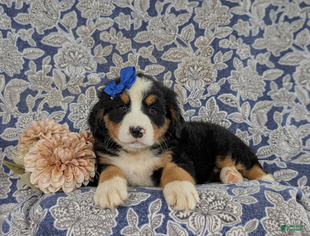 Bernese Mountain Dog dogs for sale: Emilee - Image 2