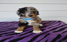 Bernedoodle dogs for sale: Bernedoodle 5 puppies - Image 10