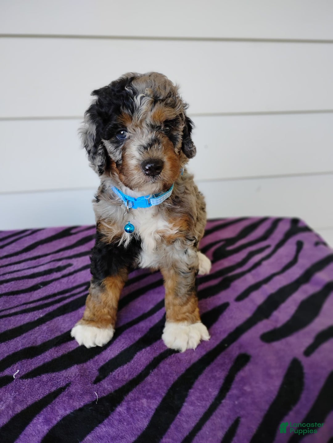 Bernedoodle dogs for sale: Bernedoodle 5 puppies - Image 10
