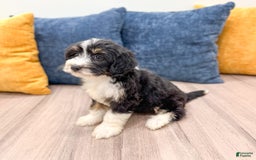 Mini Bernedoodle dogs for sale: Annie - Image 5