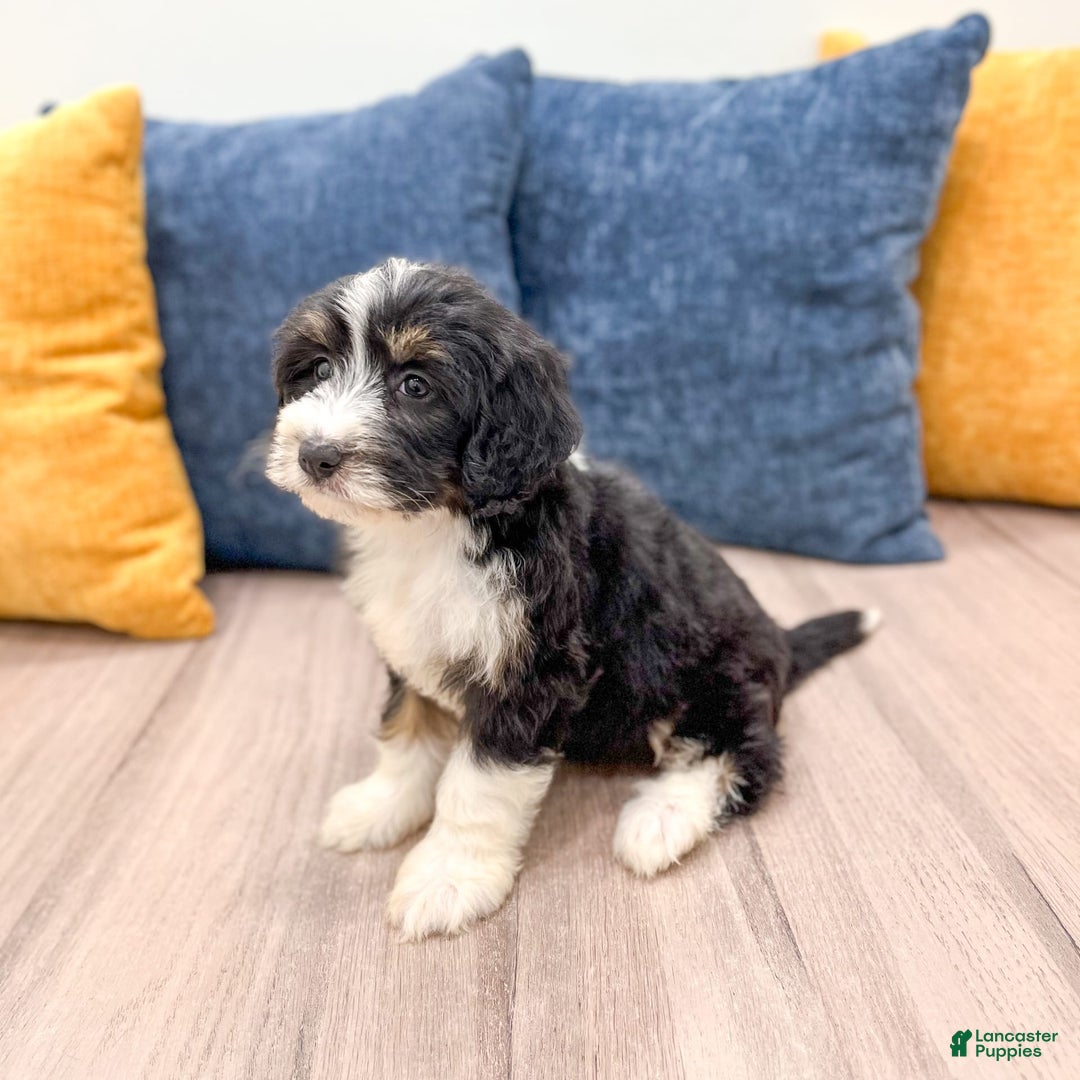 Mini Bernedoodle dogs for sale: Annie - Image 5