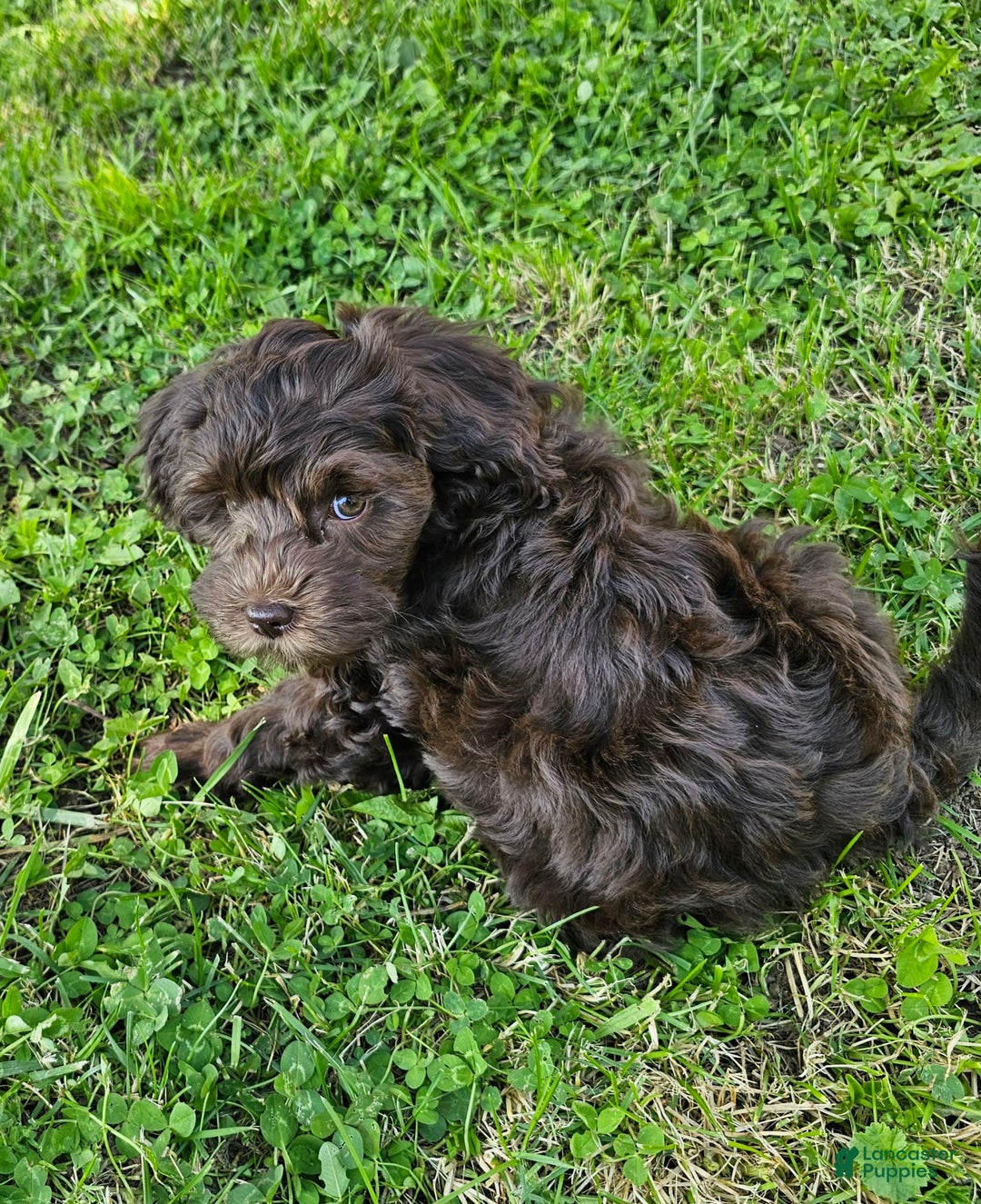 Cockapoo dogs for sale: Liberty - Image 4