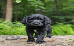 Labradoodle dogs for sale: Madoc - Image 2