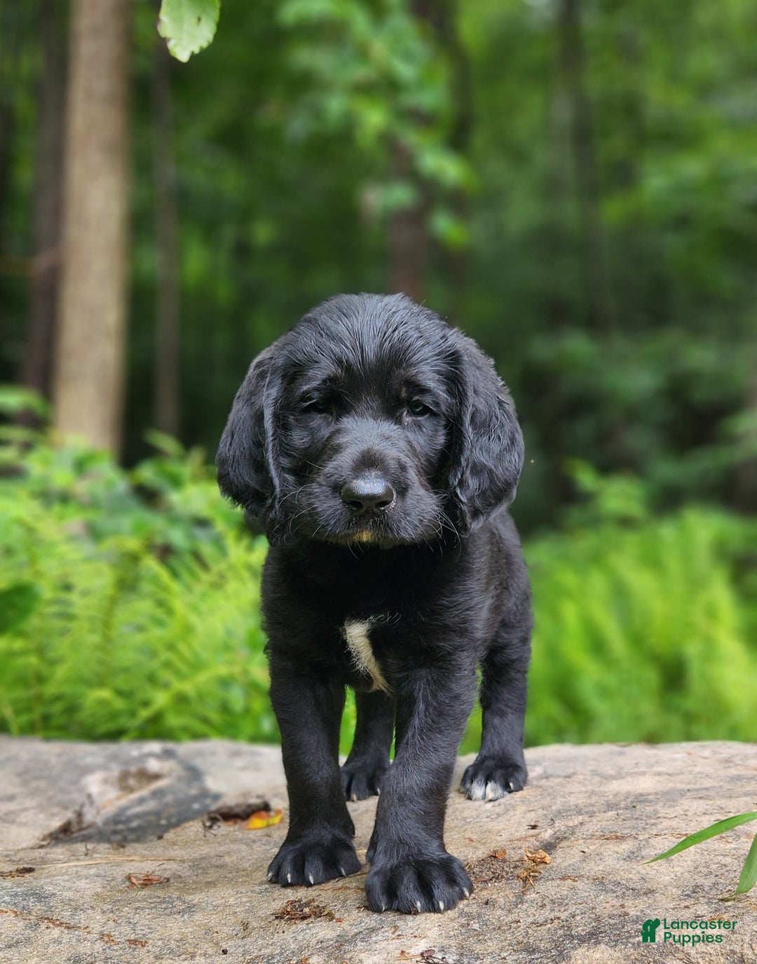 Labradoodle dogs for sale: Madoc - Image 2
