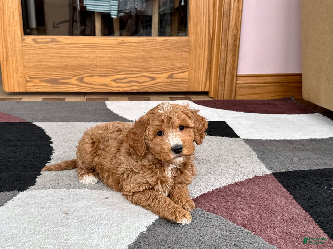 Cockapoo dogs for sale: Tim - Image 1