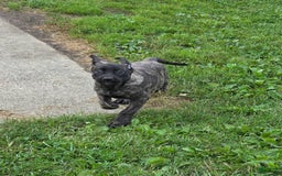 English Mastiff dogs for sale: Roxie - Image 7