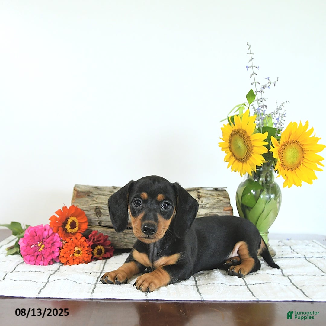 Miniature Dachshund dogs for sale: Megan - Image 2