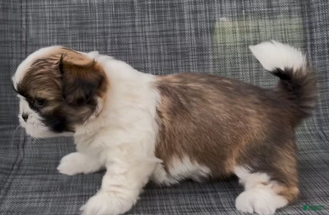 Shih Tzu dogs for sale: Biscuit - Image 4