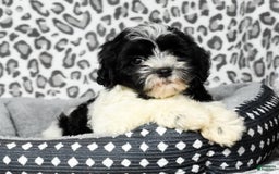 Havapoo dogs for sale: Candace - Image 2