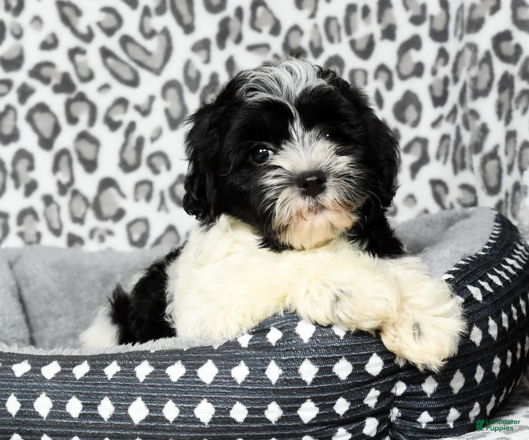 Havapoo dogs for sale: Candace - Image 2