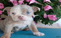 English Bulldog dogs for sale: Harper - Image 10