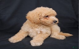 Bichpoo dogs for sale: Buster - Image 8