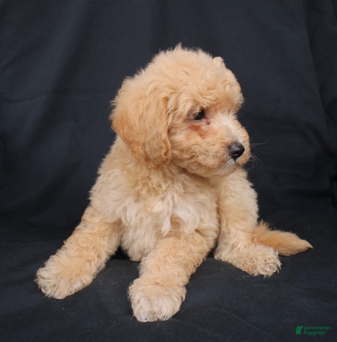 Bichpoo dogs for sale: Buster - Image 8