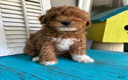 Cavapoo dogs for sale: Cooper - Image 4