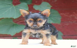 Yorkshire Terrier dogs for sale: Mason - Image 6