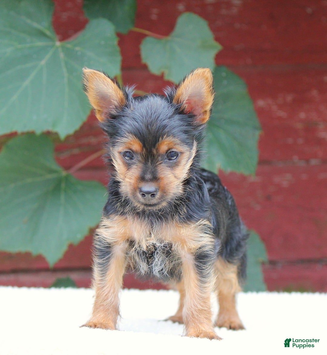Yorkshire Terrier dogs for sale: Mason - Image 6
