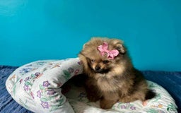 Pomeranian dogs for sale: Kayla - Image 3