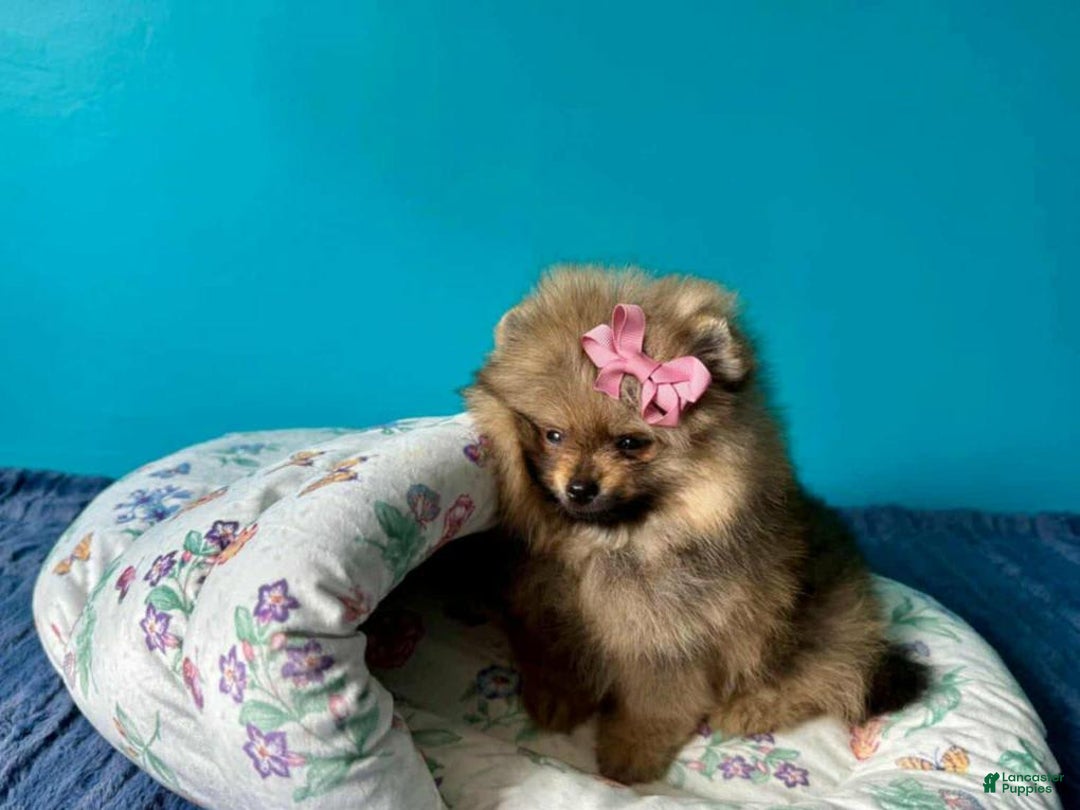 Pomeranian dogs for sale: Kayla - Image 3