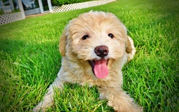Havapoo dogs for sale: Wags - Image 30