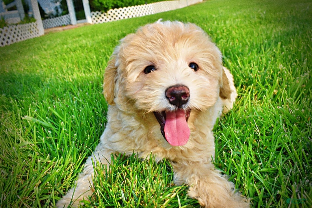 Havapoo dogs for sale: Wags - Image 30