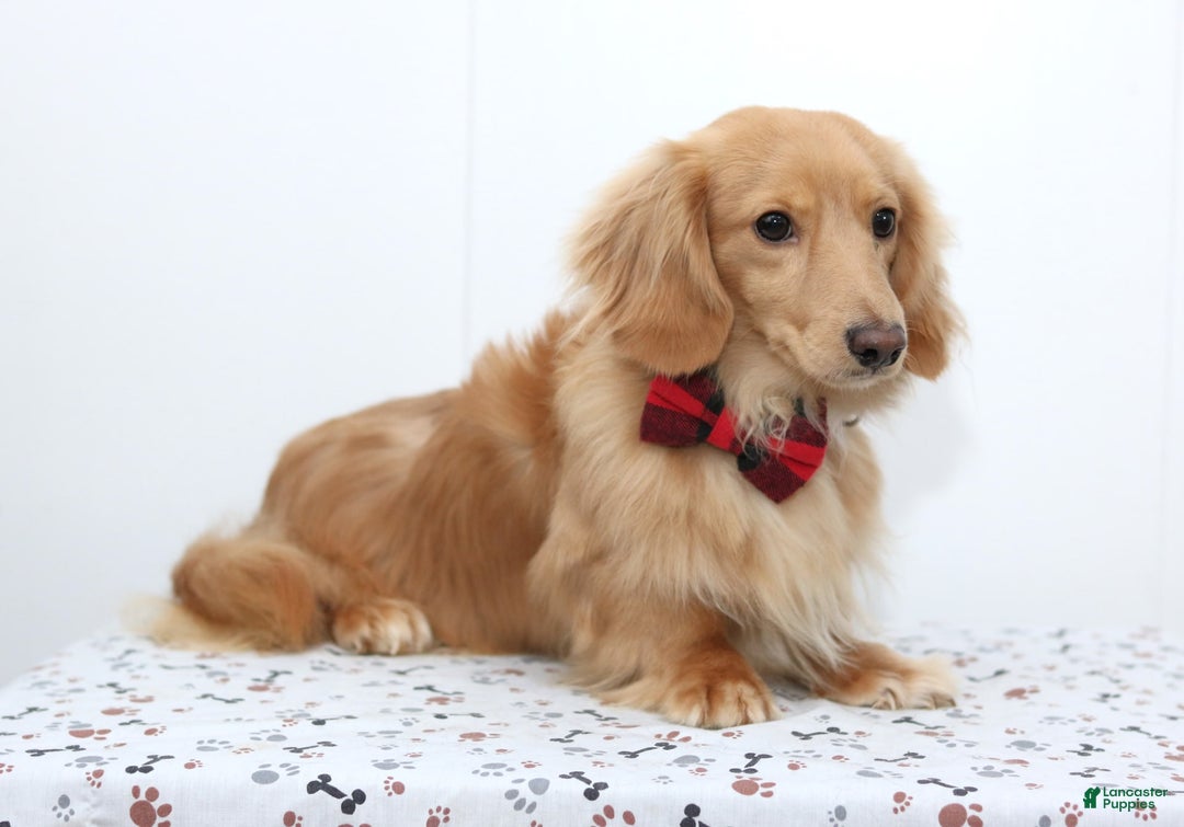 Miniature Dachshund dogs for sale: Ringo - Image 12